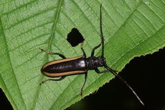 Poeciloxestia lateralis