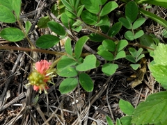 Indigofera