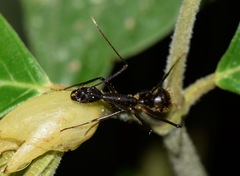 Camponotus cacicus
