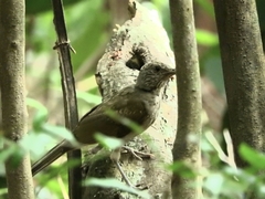 Turdus leucomelas