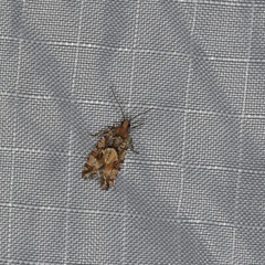 Zeiraphera canadensis