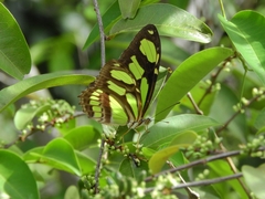 Philaethria dido