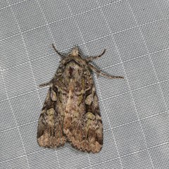 Anaplectoides pressus