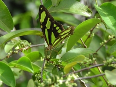 Philaethria dido