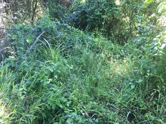 Ehrharta erecta erecta