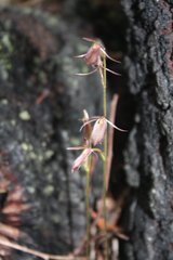 Cyrtostylis robusta