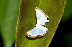 Leuciris