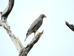 Rupornis magnirostris