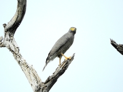 Rupornis magnirostris