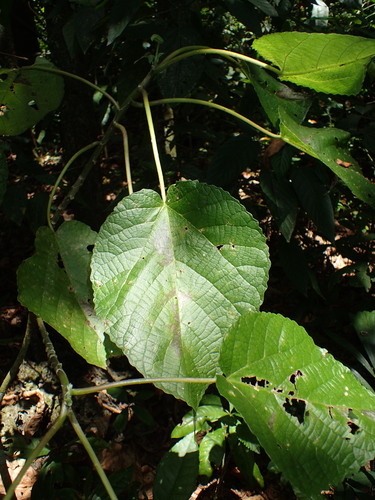 Stinging Tree (Dendrocnide peltata)