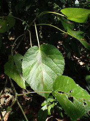 Dendrocnide peltata murrayana