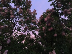 Syringa vulgaris