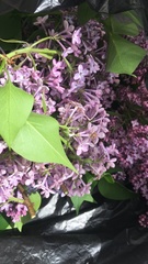 Syringa vulgaris