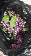 Syringa vulgaris