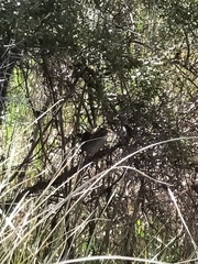 Poodytes punctatus punctatus