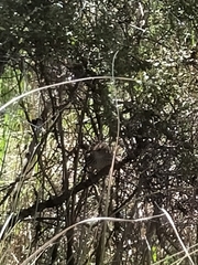 Poodytes punctatus punctatus