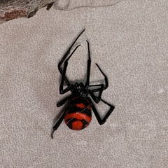 Latrodectus corallinus