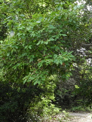 Angiospermae