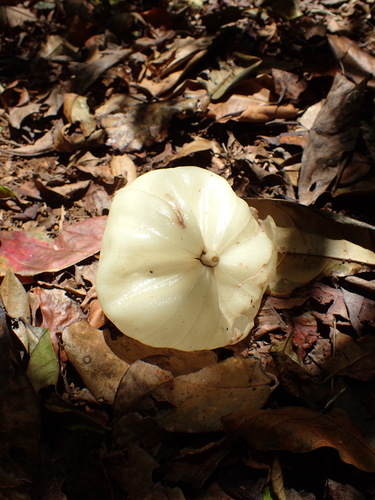Hernandia ovigera observed 2017-10-24