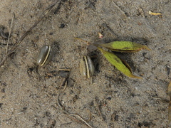 Angiospermae