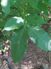 Melicoccus bijugatus