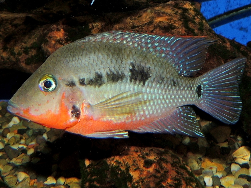 Cichlidé à bouche de feu (Firemouth) (Thorichthys meeki)