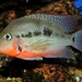 Firemouth Cichlid - Photo (c) Konstantin Gerasimov, some rights reserved (CC BY)