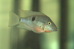 Firemouth Cichlid photo 5