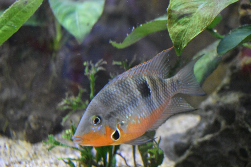 Firemouth Cichlid