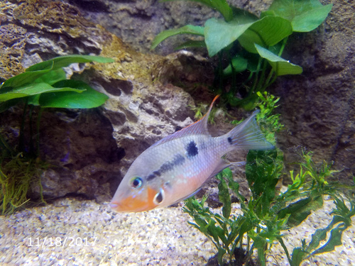 Firemouth Cichlid