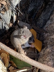 Peromyscus leucopus