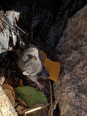 Peromyscus leucopus