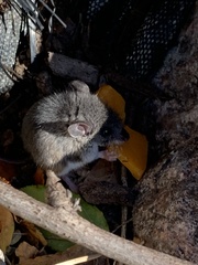 Peromyscus leucopus