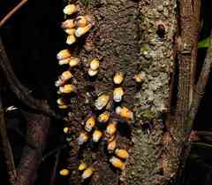 Apodanthes caseariae