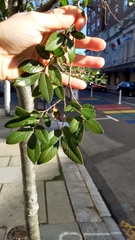 Ulmus