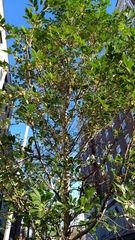 Ulmus