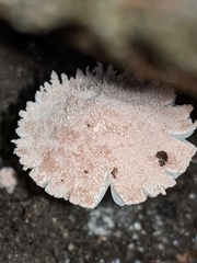 Cystolepiota seminuda