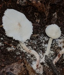 Cystolepiota seminuda
