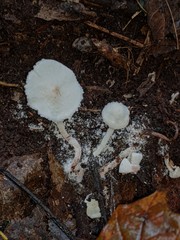 Cystolepiota seminuda