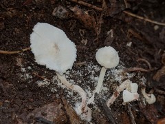 Cystolepiota seminuda