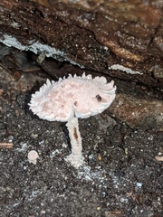 Cystolepiota seminuda