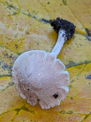 Cystolepiota seminuda