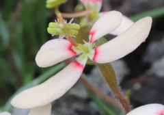 Stylidium uniflorum
