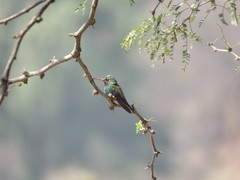 Cynanthus latirostris