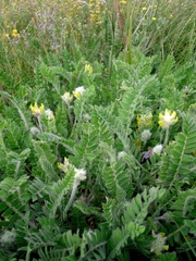 Astragalus dasyanthus