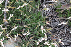 Stylidium uniflorum