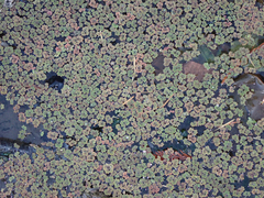 Azolla microphylla