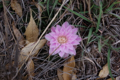 Gymnocalycium monvillei