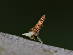 Pagodiella
