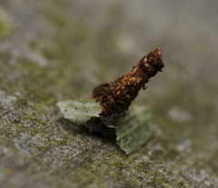 Pagodiella
